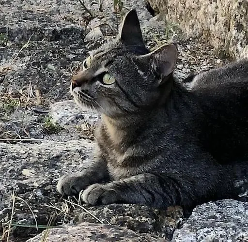 Stairway To Castle- Casa vacanze *